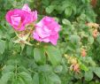 Jardin De Roses Inspirant Rosa Gallica