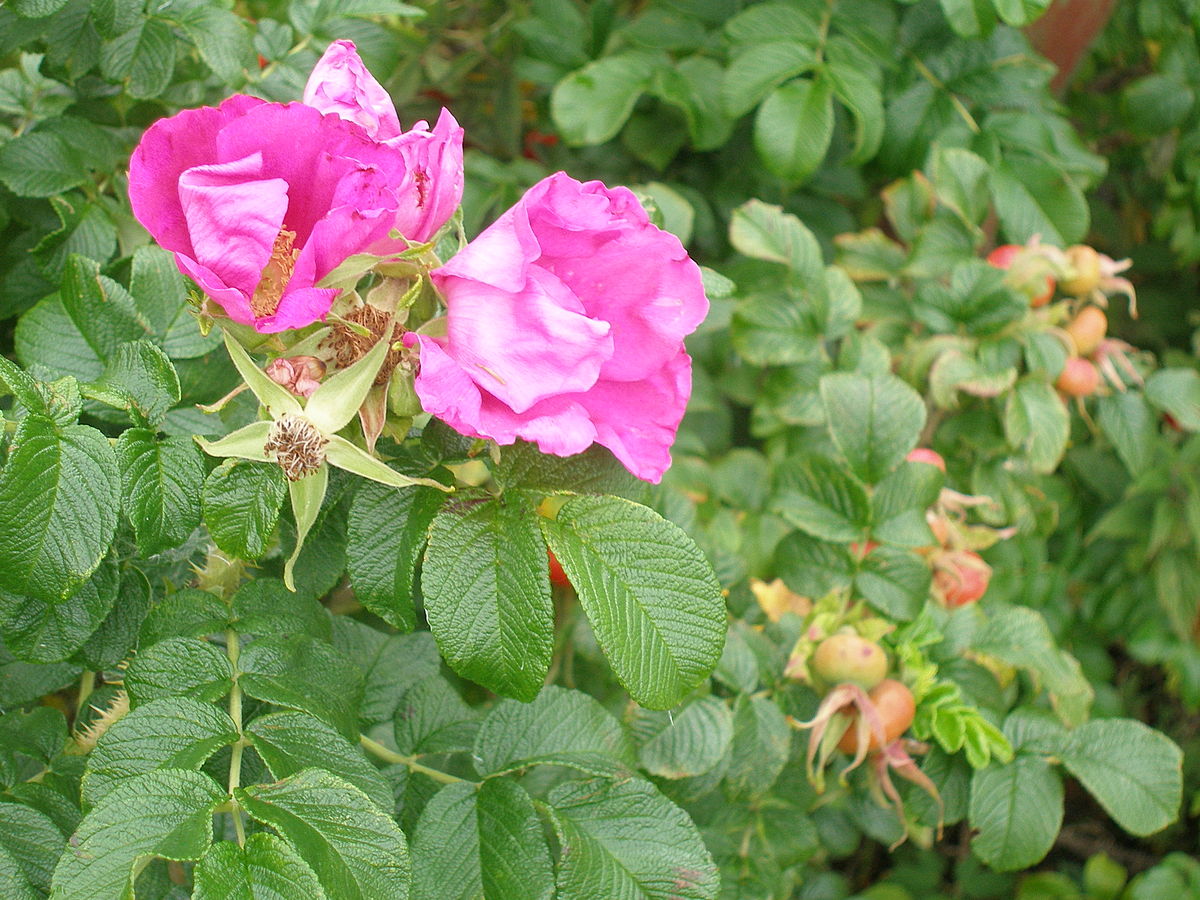 Jardin De Roses Inspirant Rosa Gallica