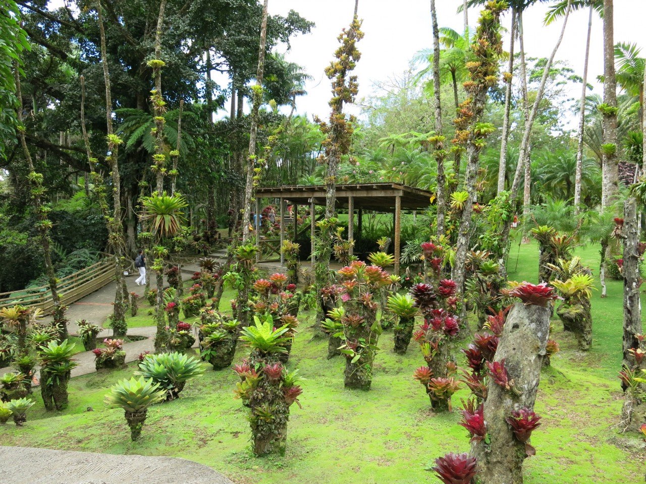 Jardin De Roses Unique S Martinique Page 2