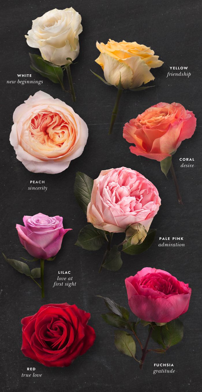 Jardin De Roses Unique the Meaning Behind Each Rose