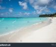 Jardin De Tadine Génial 1000 New Caledonia Pine Stock S & Vectors