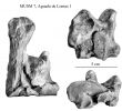 Jardin Des Ardoisières Élégant Equus Amerhipus Insulatus From Peru Musm 7 Cranium and