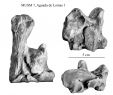 Jardin Des Ardoisières Élégant Equus Amerhipus Insulatus From Peru Musm 7 Cranium and