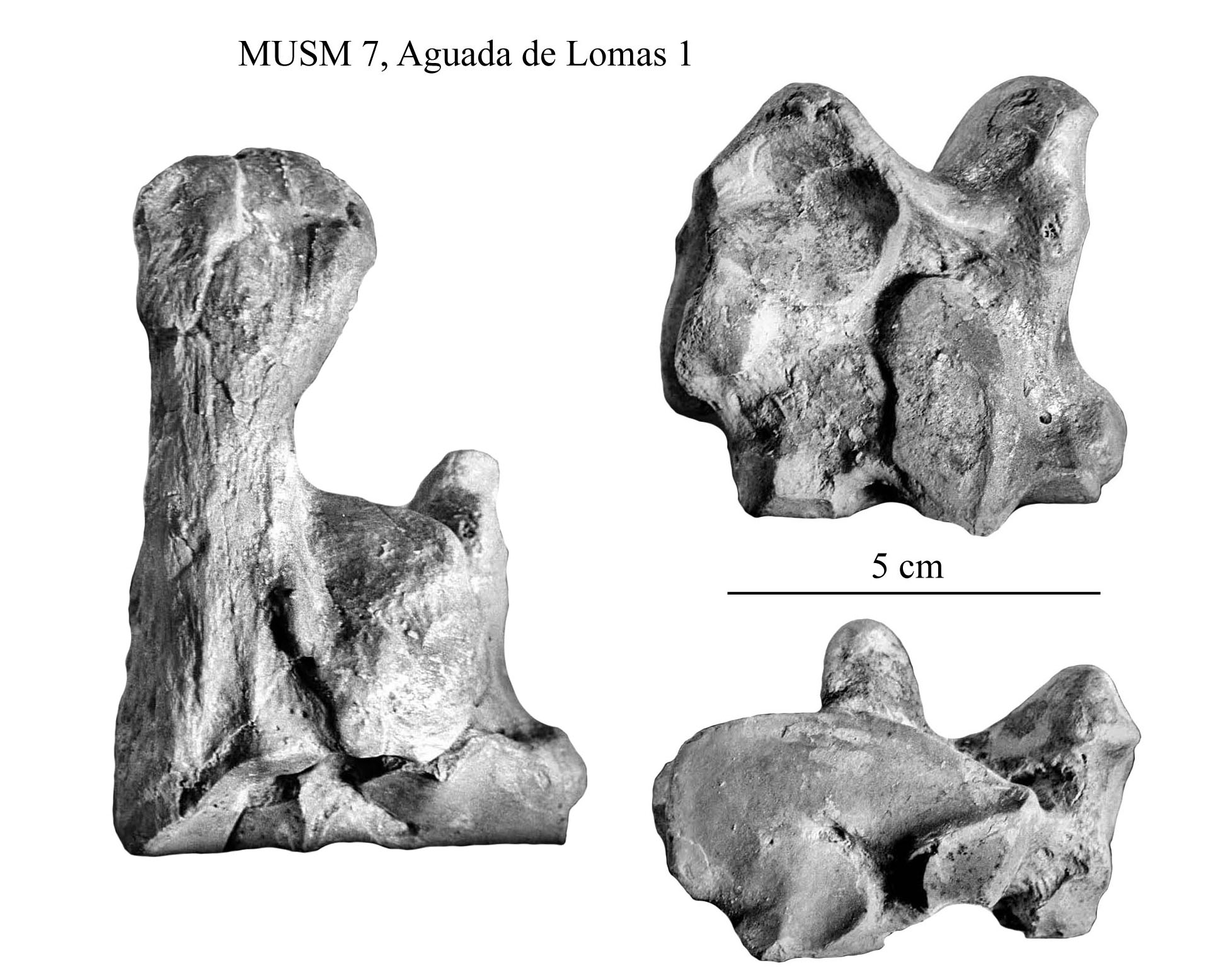 Jardin Des Ardoisières Élégant Equus Amerhipus Insulatus From Peru Musm 7 Cranium and