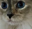 Jardin Des Chats Génial the Eyes