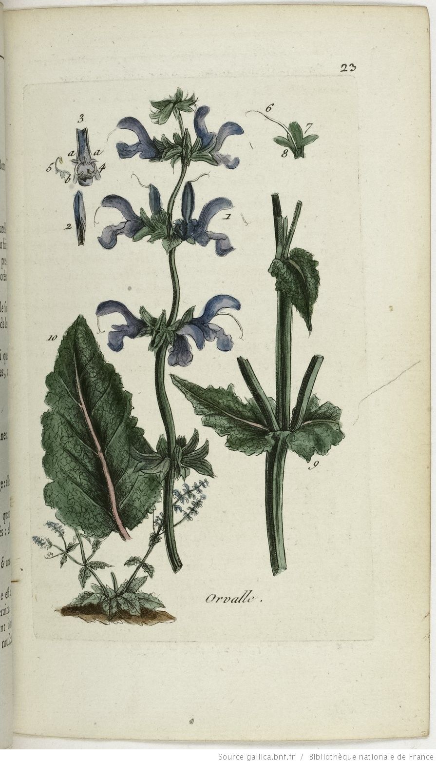 Jardin Des Chats Luxe Salvia Salvia Pratensis L orvalle La toute Bonne La