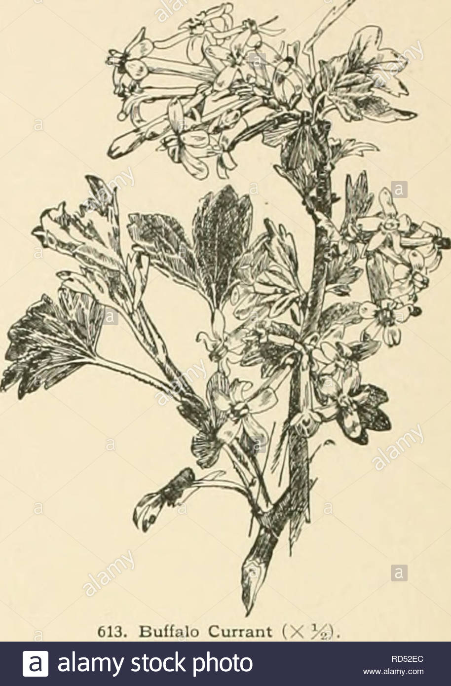 cyclopedia of american horticulture prenant des suggestions pour la culture de plantes horticoles les descriptions des especes de fruits legumes fleurs et plantes ornementales vendues aux etats unis et au canada ainsi que des notes biographiques et geographiques le jardinage 612 les ribes americanum cassis x x le fruit est immature la plantation doit se faire tres tot etant donne la croissance mence a basse temperature cela fait undesir les semis de printemps dans les jardins d en pratique les boutures varient en longueur de 6 a 10 pouces selon le sol et le climat les plus seches 613 buffalo cu rd52ec