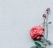 Jardin Des Fleurs Bordeaux Best Of 3047 Best Fleurs Et Jardin Images In 2020