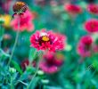 Jardin Des Fleurs Bordeaux Best Of Coreopsis Rosea S & Coreopsis Rosea Alamy