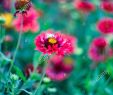 Jardin Des Fleurs Bordeaux Best Of Coreopsis Rosea S & Coreopsis Rosea Alamy