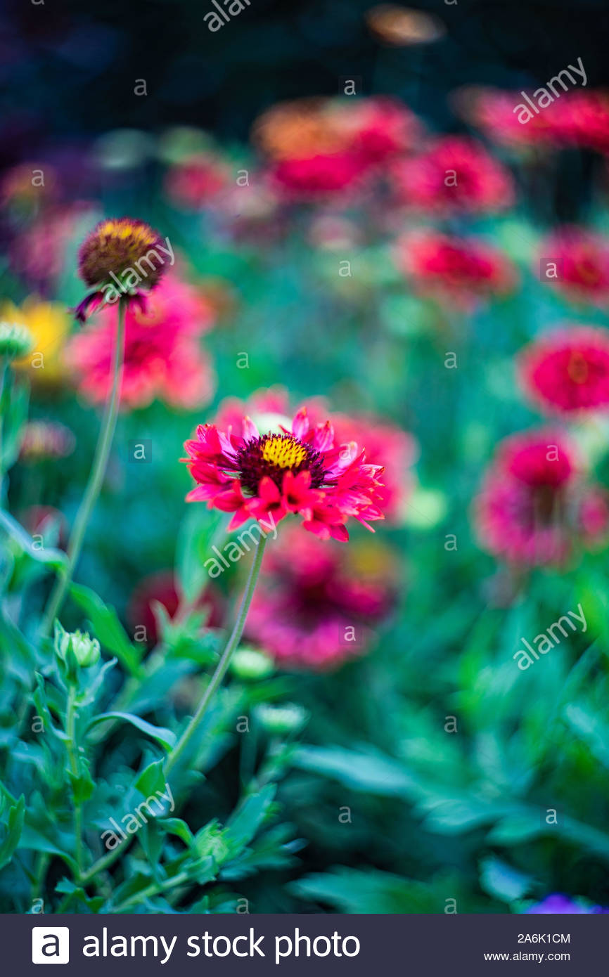 tall or et bordeaux coreopsis tinctoria wildflowers tall coreopsis tinctoria or et bordeaux fleurs tall coreopsis tinct or et bordeaux 2a6k1cm