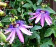 Jardin Des Fleurs Bordeaux Charmant Passiflora Amethyst