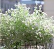 Jardin Des Fleurs Bordeaux Frais Acheter Chencheng 52 Cm Artificiel Babysbreath Faux Mariage Fleurs Blanches Gypsophila Bouquet De Fleurs D Automne Décoration Y De $22 96 Du