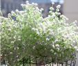 Jardin Des Fleurs Bordeaux Frais Acheter Chencheng 52 Cm Artificiel Babysbreath Faux Mariage Fleurs Blanches Gypsophila Bouquet De Fleurs D Automne Décoration Y De $22 96 Du