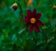 Jardin Des Fleurs Bordeaux Génial Coreopsis Rosea S & Coreopsis Rosea Alamy