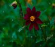 Jardin Des Fleurs Bordeaux Génial Coreopsis Rosea S & Coreopsis Rosea Alamy