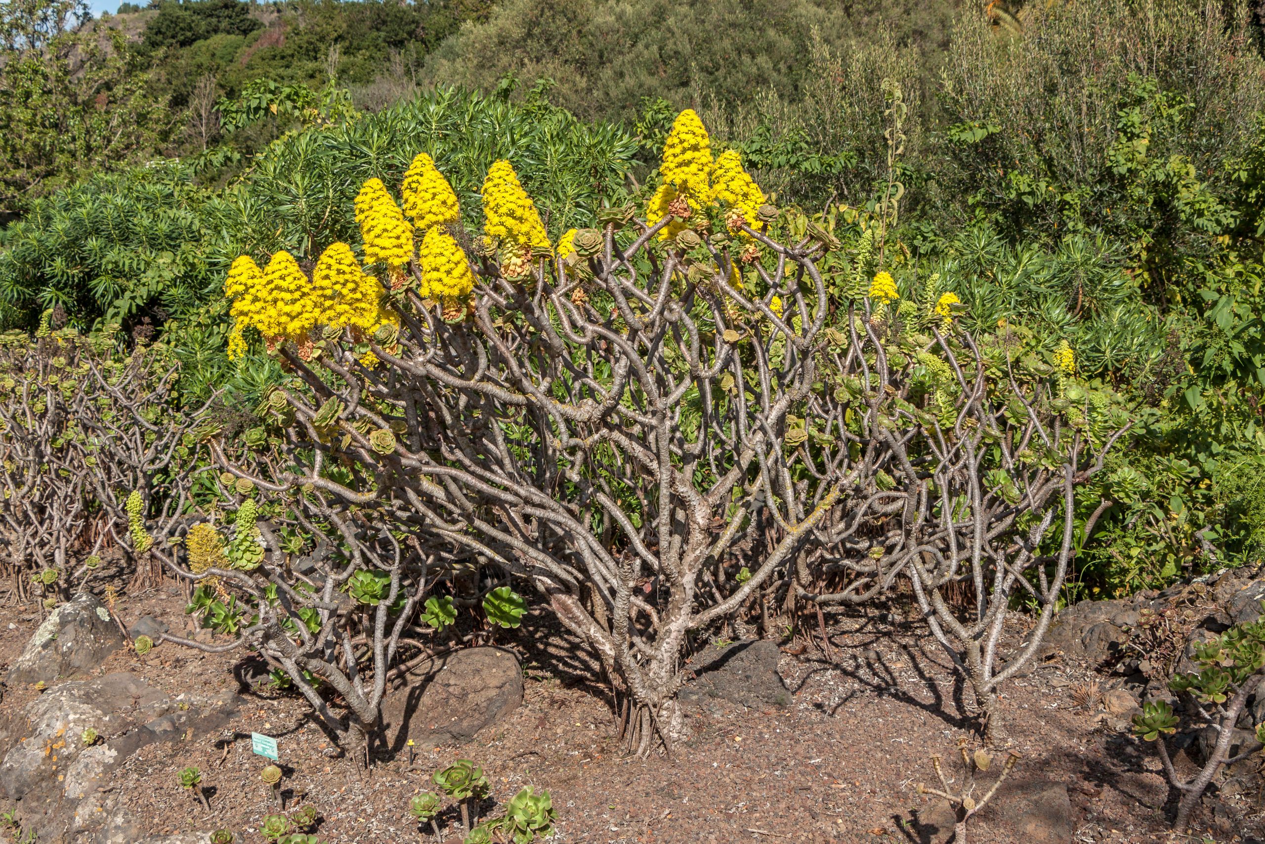 Aeonium arboreum Jardn Botánico Canario Viera y Clavijo Gran Canaria 01