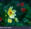 Jardin Des Fleurs Bordeaux Inspirant Coreopsis Rosea S & Coreopsis Rosea Alamy