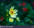 Jardin Des Fleurs Bordeaux Inspirant Coreopsis Rosea S & Coreopsis Rosea Alamy