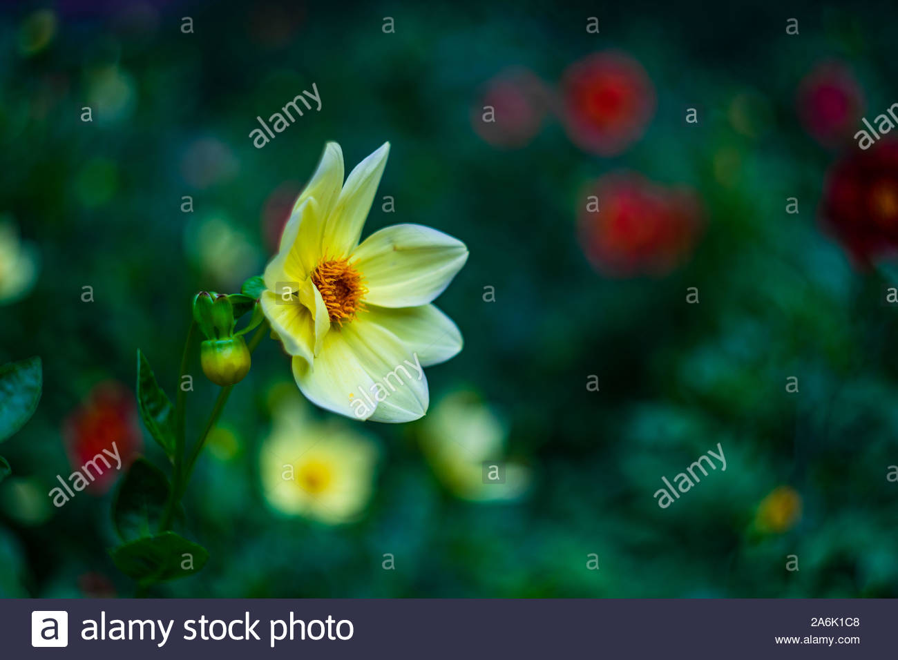 Jardin Des Fleurs Bordeaux Inspirant Coreopsis Rosea S & Coreopsis Rosea Alamy