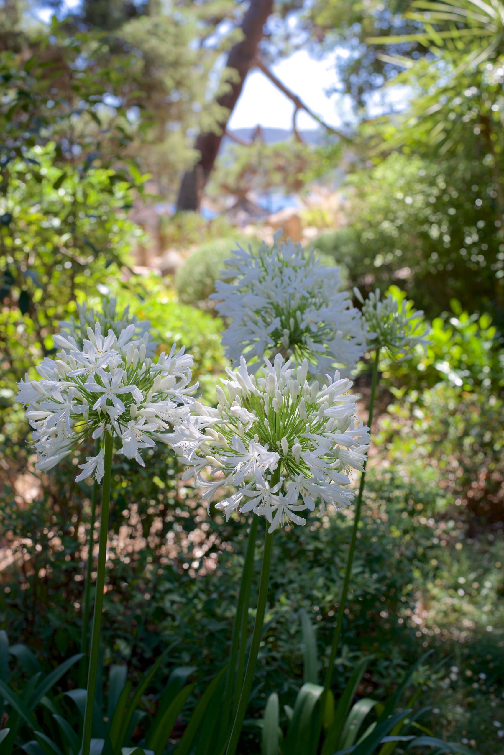 Jardin Des Fleurs Bordeaux Luxe épinglé Par Paul Brousse Sur Fleurs Jardin Nature