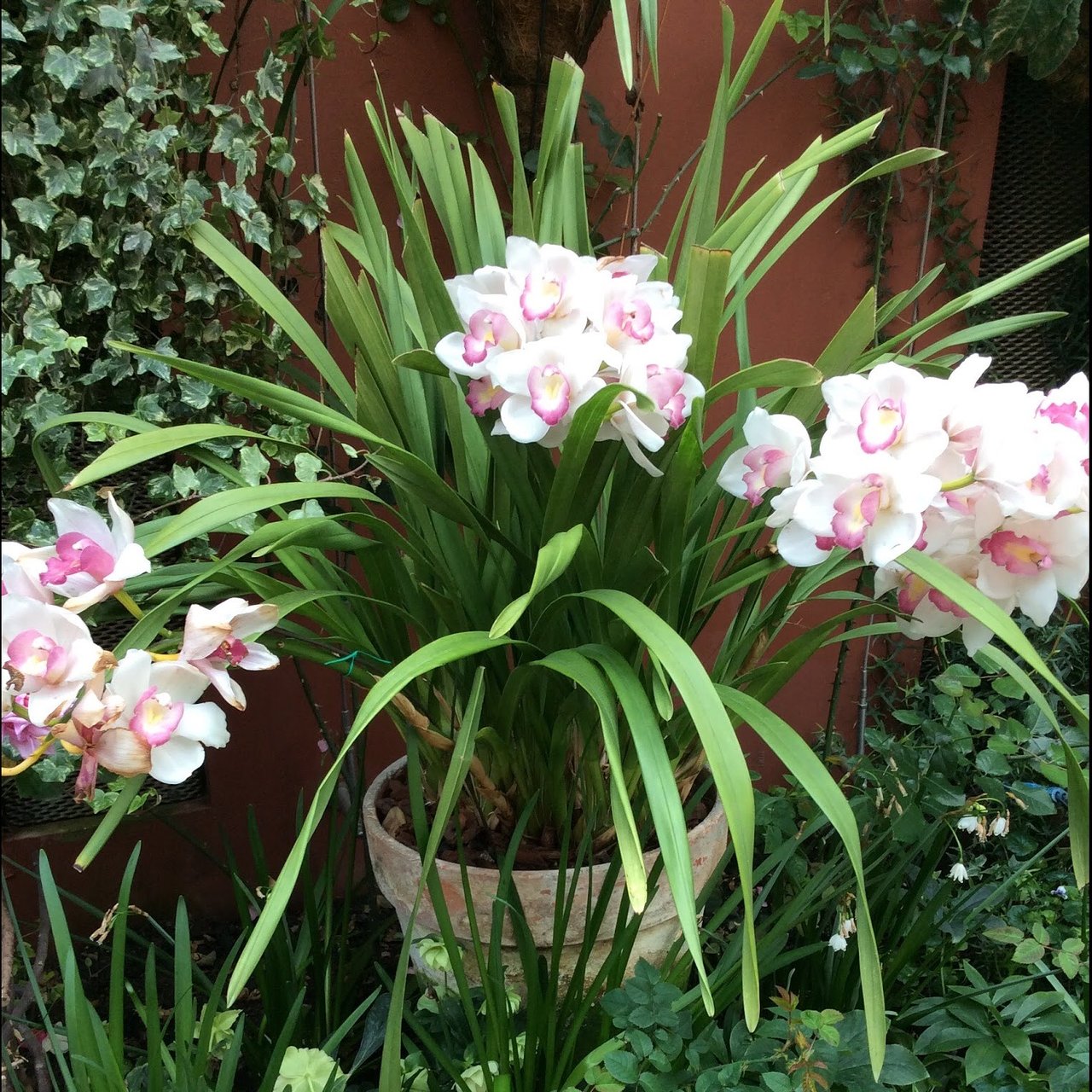 flowers