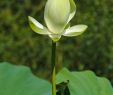 Jardin Des Martels Nouveau Datoteka Jardin Des Martels Lotus Jaune 2016 08 07 01