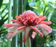 Jardin Des Plantes Caen Luxe File Caen Rose De Porcelaine Jpg Wikimedia Mons