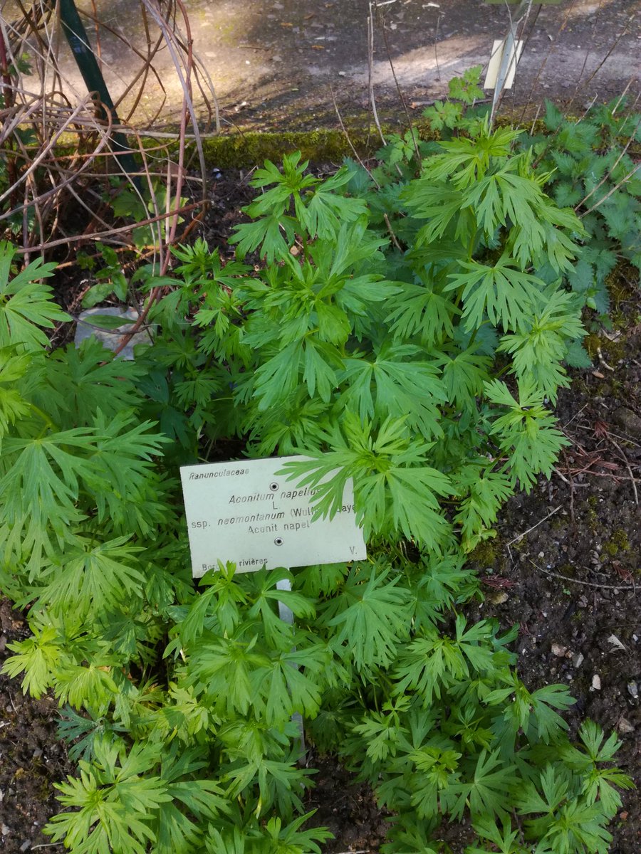 Jardin Des Plantes Caen Unique File Leaves Aconit Napel Caen Wikimedia Mons