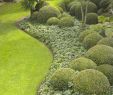 Jardin Des Plantes D Angers Beau 82 Best Garden Images