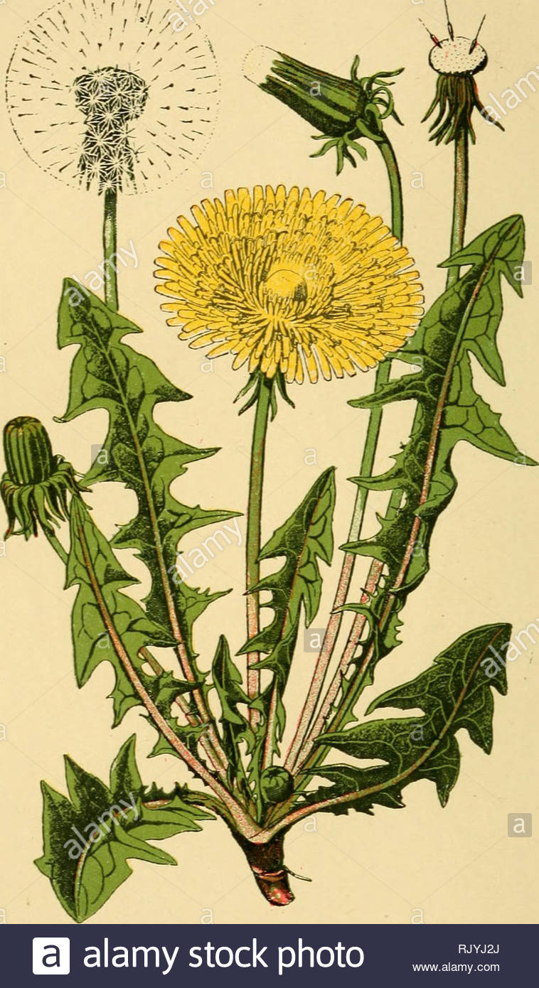 atlas de poche des plantes des champs des prairies et des bois a lusage des promeneurs et des excursionnistes botany 20 prairies pelouses fleurit davril en novembre pissenlit dent de lion laitue de chien liondent taraxaeum officinale poses please note that these images are extracted from scanned page images that may have been digitally enhanced for readability coloration and appearance of these illustrations may not perfectly resemble the original work silain r paris p klincksieck RJYJ2J