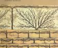 Jardin Des Plantes D Angers Best Of An Oak Spring Pomona by Oak Spring Garden Foundation issuu