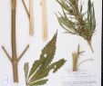 Jardin Des Plantes D Angers Charmant Cannabis Sativa Species Page isb atlas Of Florida Plants