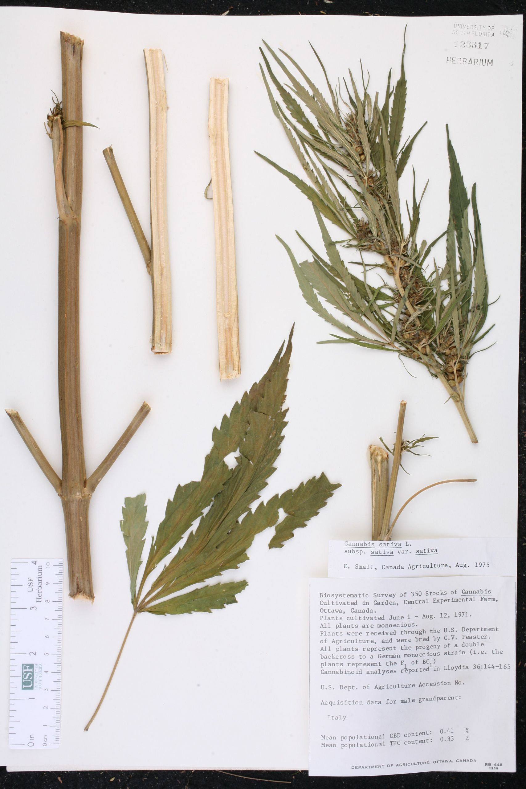 Jardin Des Plantes D Angers Charmant Cannabis Sativa Species Page isb atlas Of Florida Plants