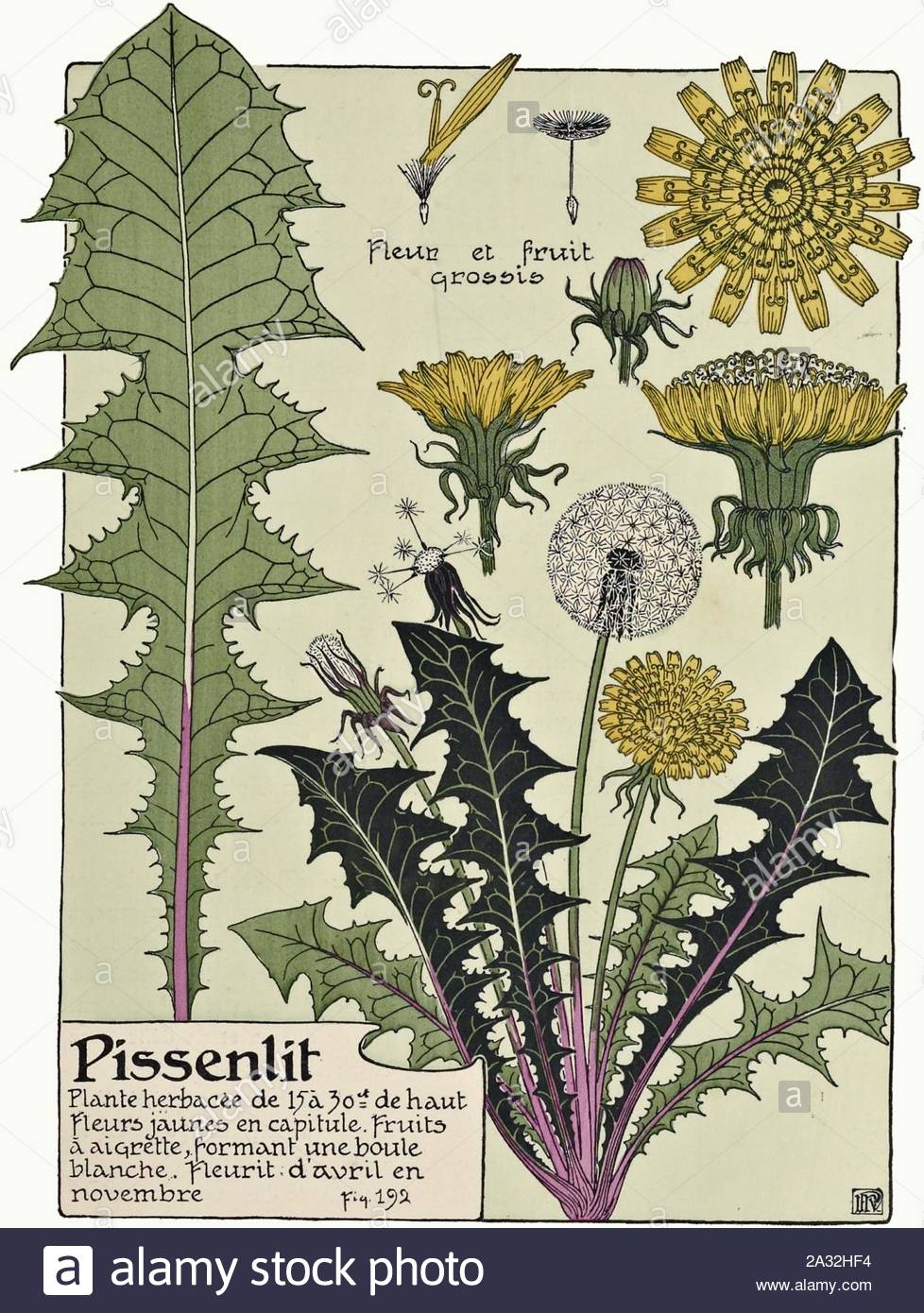 etude de la plante p143 fig192 pissenlit 2A32HF4