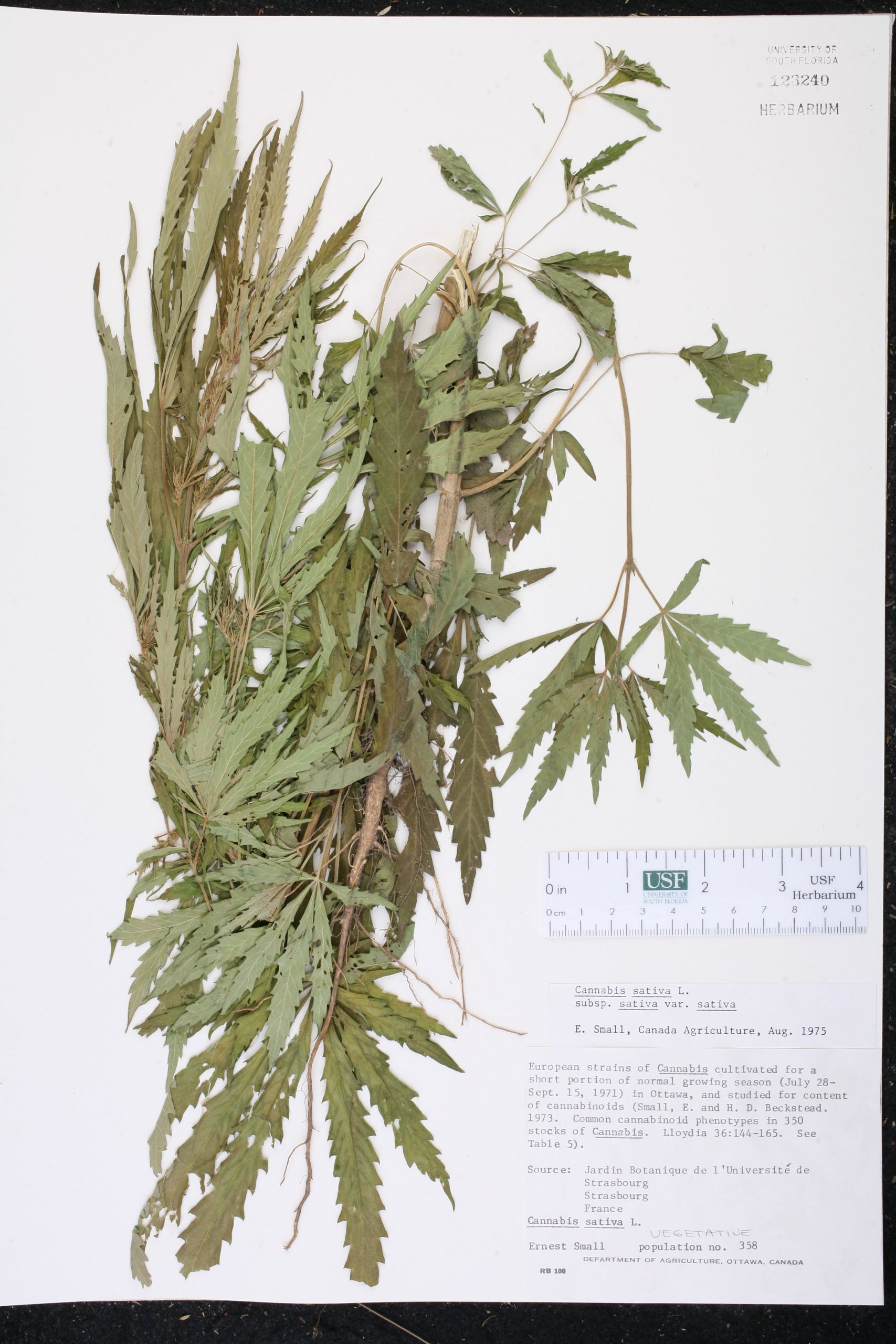 Jardin Des Plantes D Angers Frais Cannabis Sativa Species Page isb atlas Of Florida Plants