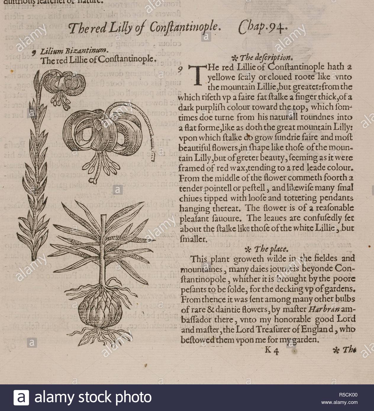 the red lilly of constantinople plate and text the herball or generall historie of plantes london 1597 source 449k4 chapter 94 language english author gerard john R5CK00
