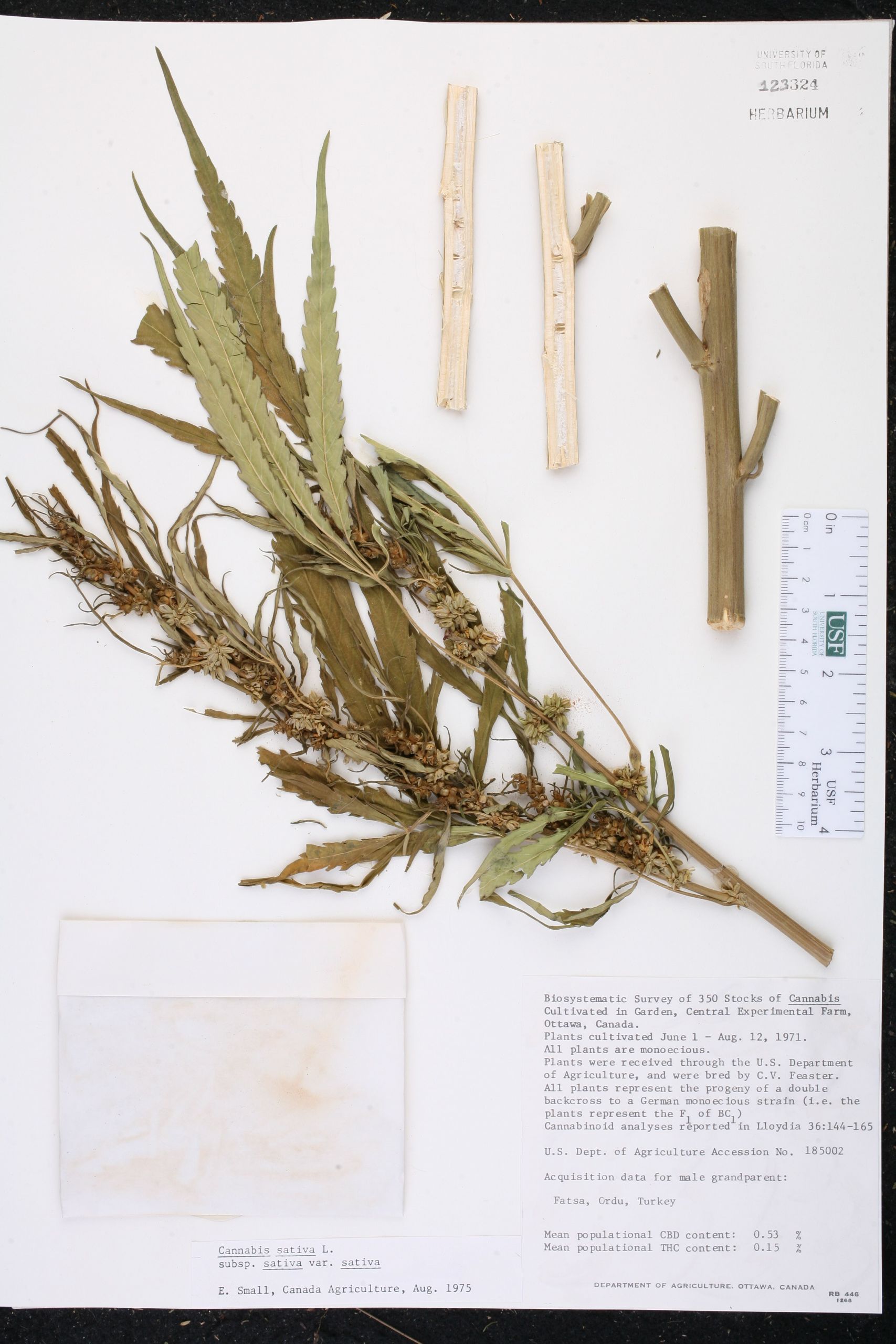 Jardin Des Plantes D Angers Inspirant Cannabis Sativa Species Page isb atlas Of Florida Plants