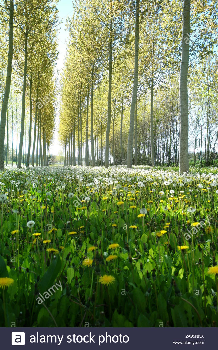 field od flowers with poplars aquitaine charente france spring time in the countryside landscape photography frdric beaumont 2A95NKX