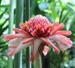 Jardin Des Plantes De Caen Beau File Caen Rose De Porcelaine Jpg Wikimedia Mons