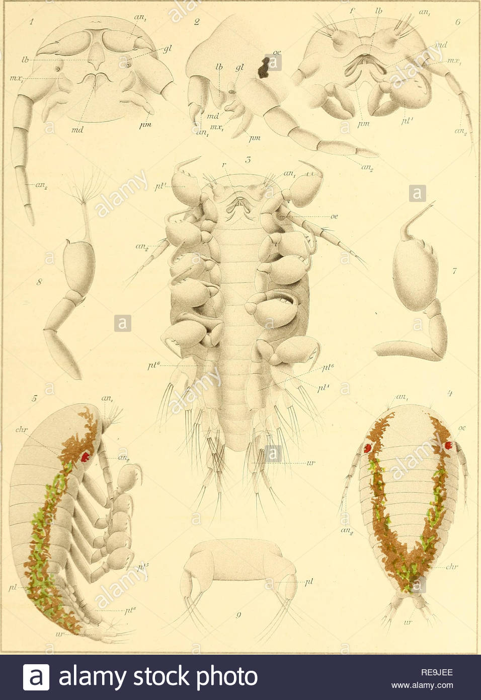 contributions ltude des bopyriens bopyridae tra des lab de lille et lluncituv tome lih lln na h11t d ention e please note that these images are extracted from scanned page images that may have been digitally enhanced for readability coloration and appearance of these illustrations may not perfectly resemble the original work giard alfred 1846 1908 bonnier jules b 1859 werner and winter lithographer lille imprimerie l danel RE9JEE