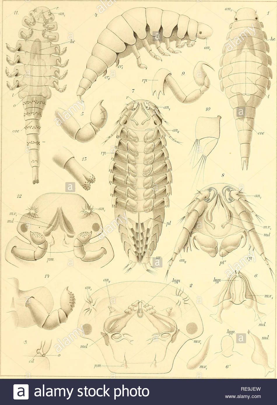 contributions ltude des bopyriens bopyridae trav des lab de lille el wimereux7bme v planche 17 giardel lifh werner and wmierfrancfigtrtm genre eut please note that these images are extracted from scanned page images that may have been digitally enhanced for readability coloration and appearance of these illustrations may not perfectly resemble the original work giard alfred 1846 1908 bonnier jules b 1859 werner and winter lithographer lille imprimerie l danel RE9JEW