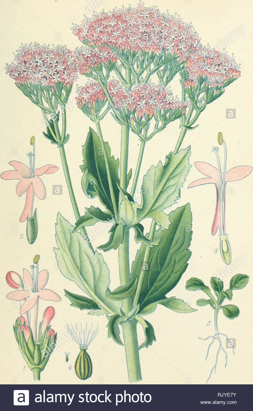 atlas des plantes de jardins et dappartements exotiques et europenes ac pagnes dun texte applicatif bois plantes de iardins pl 129 falriane grosses ties centranthus macrosiphon boiss famille des lcuirianes please note that these images are extracted from scanned page images that may have been digitally enhanced for readability coloration and appearance of these illustrations may not perfectly resemble the original work bois d paris klincksieck RJYE7Y