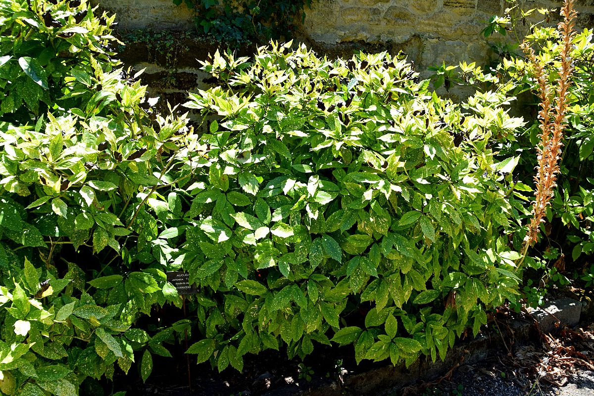 1200px Aucuba japonica in Jardin des plantes de Montpellier 03