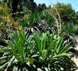 Jardin Des Plantes De Montpellier Charmant File Beschorneria Yuccoides In Jardin Des Plantes De