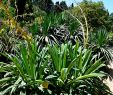 Jardin Des Plantes De Montpellier Charmant File Beschorneria Yuccoides In Jardin Des Plantes De