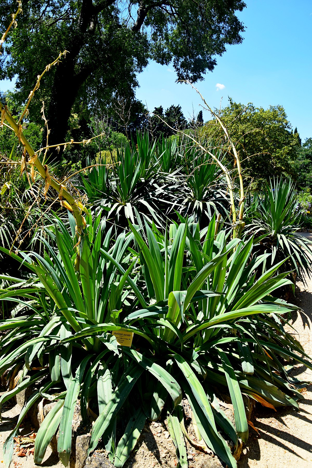 1200px Beschorneria yuccoides in Jardin des plantes de Montpellier 02