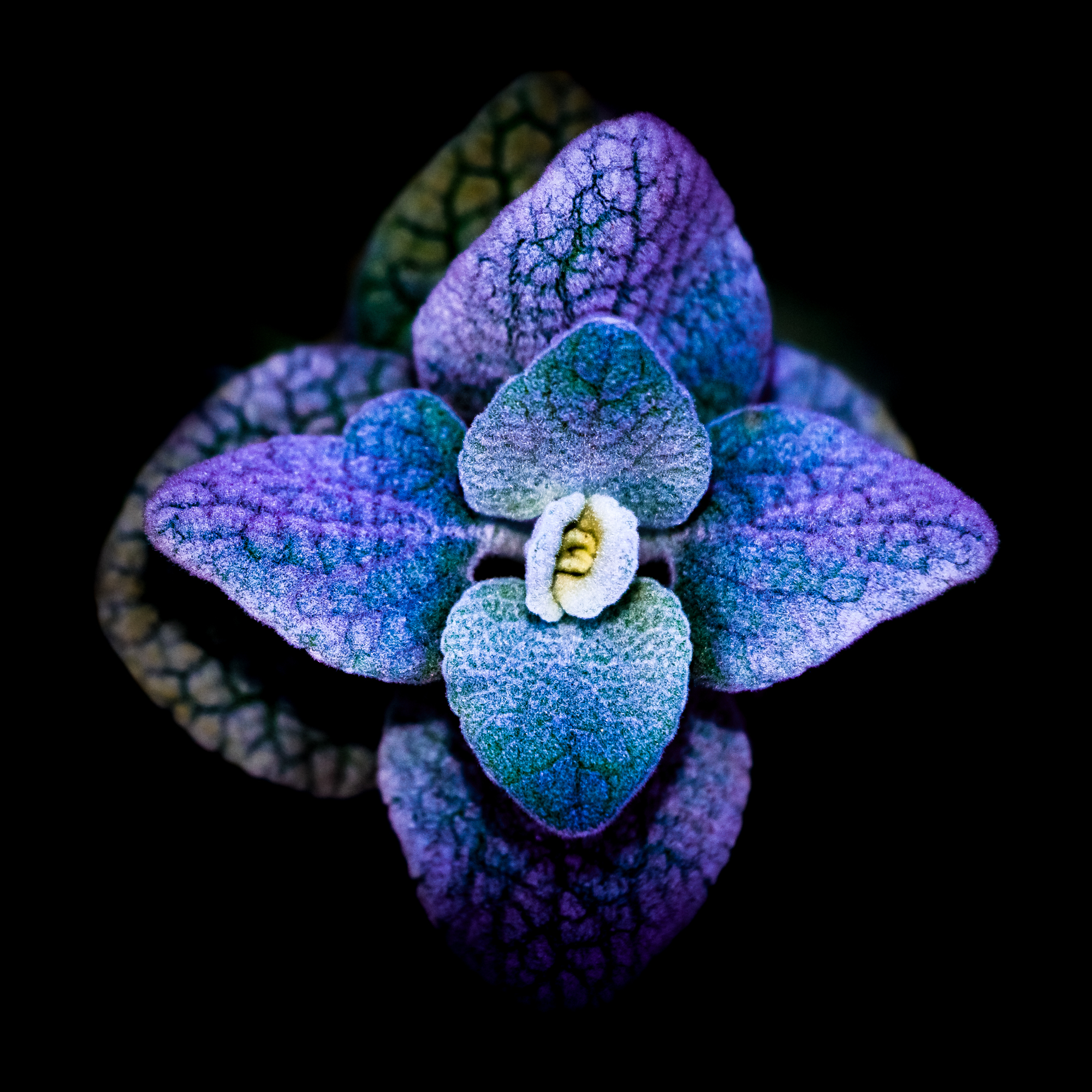 Jardin Des Plantes De Montpellier Élégant Arrogance Chromatique by Olivier Galian Graphy