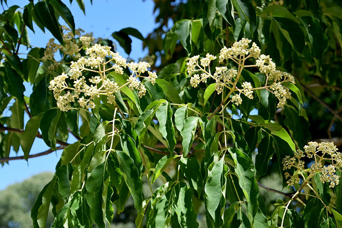 1200px Tetradium daniellii in Jardin des plantes de Montpellier 03