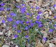 Jardin Des Plantes De Montpellier Nouveau File Lobelia Erinus In Jardin Des Plantes De Montpellier 02